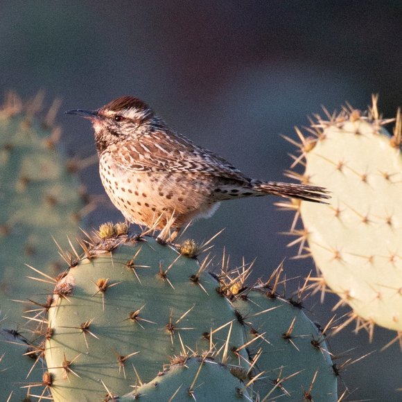 Meet your Posher, Blair - Picture 1 of 1